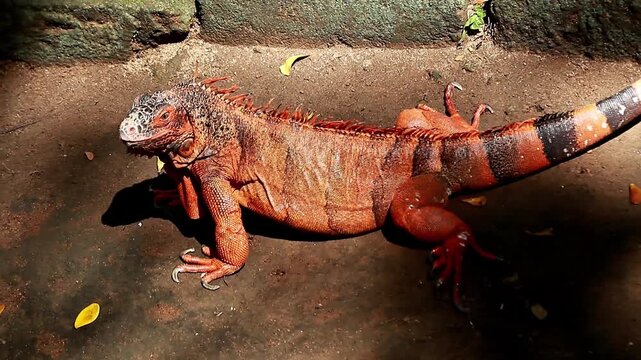 A video of an orange iguana active at a zoo in Lombok, Indonesia, on a bright morning