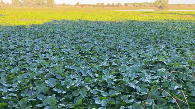 El camalote tapa la superficie del rio Guadiana 