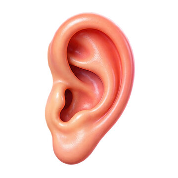 Detailed 3D illustration of a human ear isolated on a clean white background for medical design
