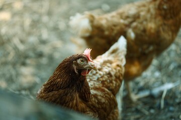 Hens in a free-range environment with open-air runs and vegetation access for healthy living conditions in European Union certified poultry farming settings © Damian