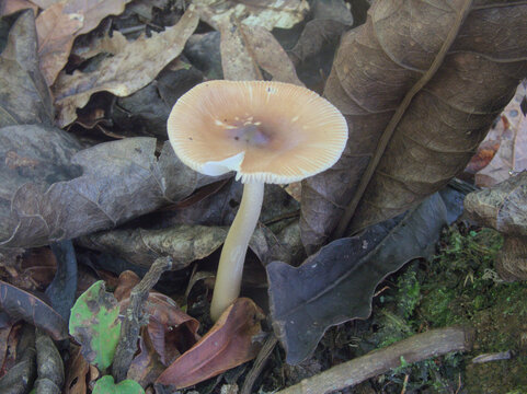 Pale mushroom growing among fallen oak leaves and moss on the forest floor in the Colombian Andes