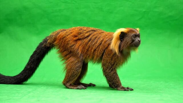 Golden-Headed Lion Tamarin Stepping Forward With Radiant Golden Mane Wildlife Wildlife Wildlife Wildlife