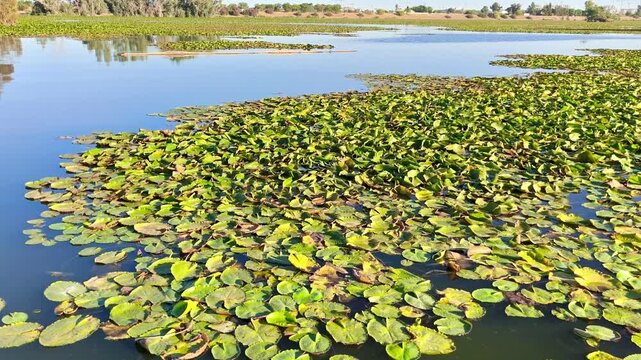 R&iacute;o Guadiana infectado de una especie invasora de nen&uacute;far llamado camalote