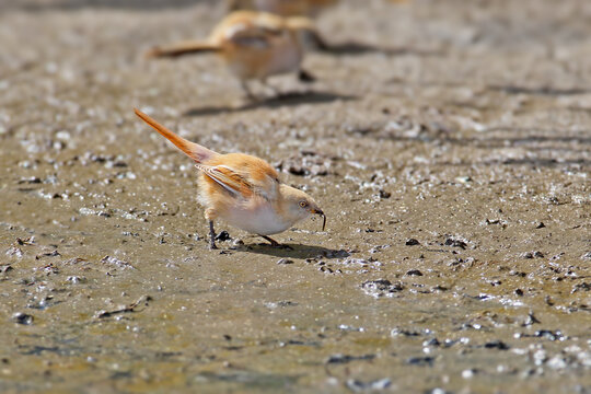 Bearded Reedling (Panurus biarmicus) female foraging for food on wet mud.