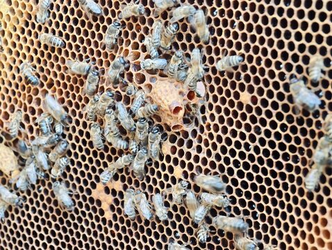 Honeybees working on a natural wooden honeycomb frame in an apiary, showcasing a raised peanut-shaped queen cell surrounded by active worker bees during hive inspection.