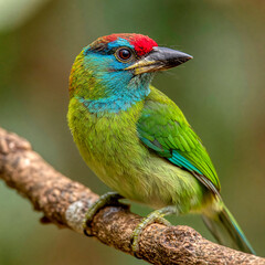 Obraz premium Blue throated barbet