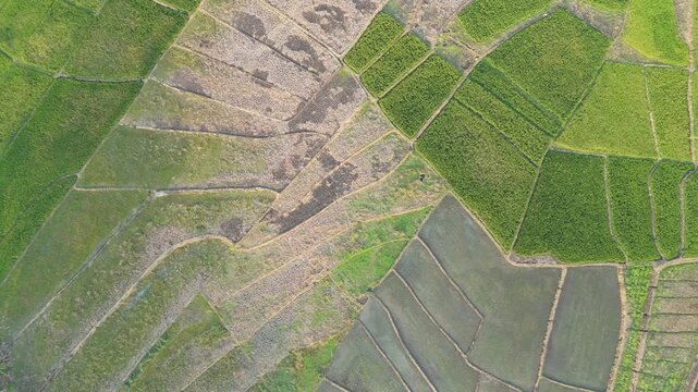4K aerial drone footage of lush green rice and crop fields bordering a dry teak forest in rural East Java, Indonesia, showcasing tropical agricultural landscape.