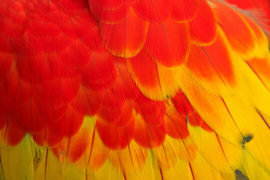 A close-up of the beautifully colorful feathers of a Scarlet Macaw.