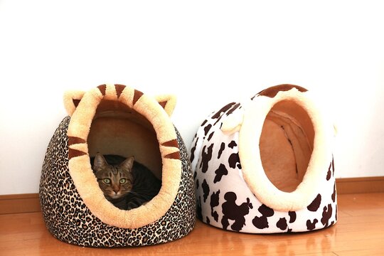 猫用ハウスの中からこちらを見つめる猫