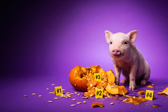 Curious pink piglet beside smashed pumpkin marked with evidence tags for halloween crime scene themed poster and editorial background