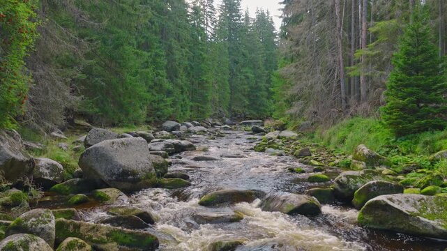 Forward tracking shot over a clear mountain river flowing through a dense green forest, capturing mossy rocks, rushing water and immersive natural ambience in pure pristine wilderness.