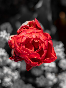 Blume Rot