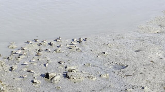 Sandpipers feed on mudflats at low tide	