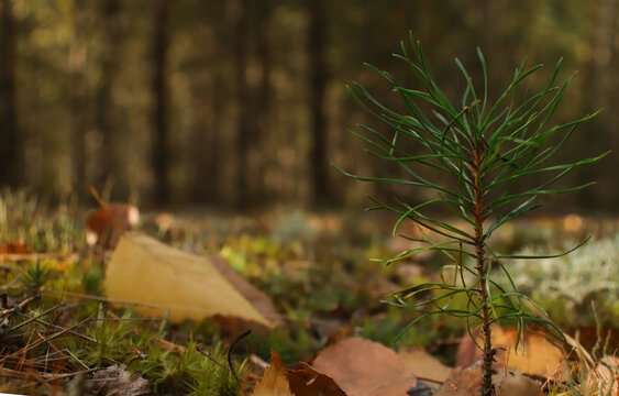 A small pine tree grows in the autumn forest amidst moss and fallen leaves