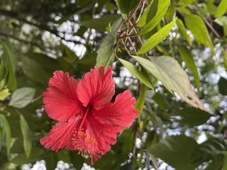 A vibrant red hibiscus flower blooms amidst lush green leaves, highlighting natural beauty in a serene outdoor setting. © Mini Jo