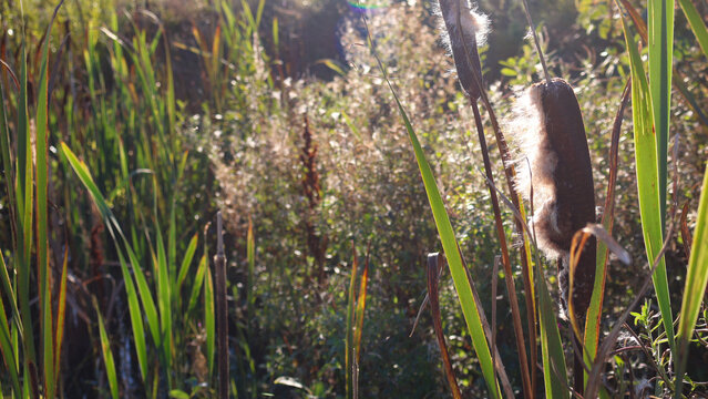 Cattail standing tall in sunlit marsh, brown cylindrical seed head bursting into fluffy seeds among green and golden reeds, warm light highlighting wetland serenity and detail
