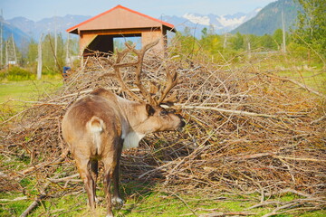 reindeer (scientific name: Rangifer tarandus), which is also widely known as a caribou in North America taken in  Alaska Wild animal conservation center © Feng
