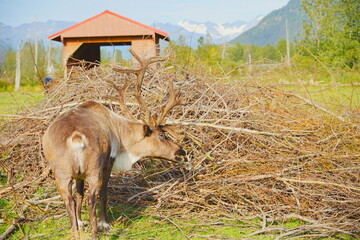 reindeer (scientific name: Rangifer tarandus), which is also widely known as a caribou in North America taken in  Alaska Wild animal conservation center © Feng