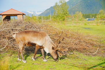 reindeer (scientific name: Rangifer tarandus), which is also widely known as a caribou in North America taken in  Alaska Wild animal conservation center © Feng