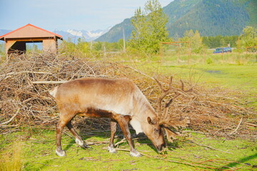 reindeer (scientific name: Rangifer tarandus), which is also widely known as a caribou in North America taken in  Alaska Wild animal conservation center © Feng