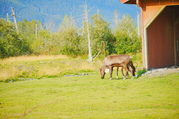 reindeer (scientific name: Rangifer tarandus), which is also widely known as a caribou in North America taken in  Alaska Wild animal conservation center © Feng