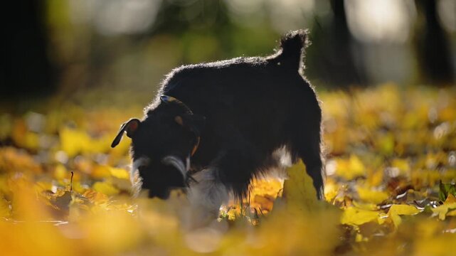 Miniature Schnauzer walks and sniffs through golden autumn leaves in a sunny park, exploring the ground outdoors.