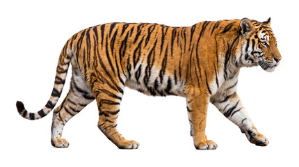 Fototapeta premium Adult bengal tiger walking in profile view.