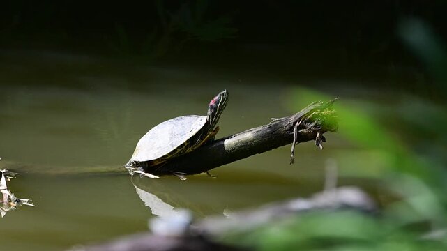 水に飛び込むミドリガメ