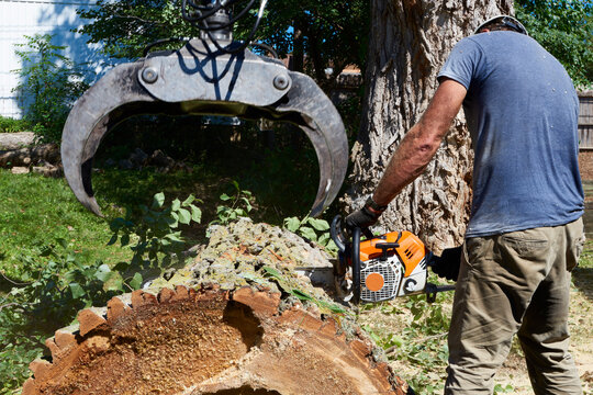  In an urban setting an aborist and tree removal specialist is working on taking down a large tree and preparing for its removal.