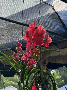 Vibrant red Vanda Orchid flowers blooming in a hanging pot under shade cloth