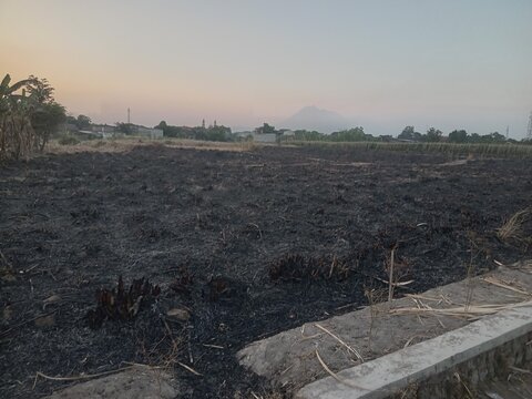 Burned sugarcane field after harvest in a rural area of Java, Indonesia, with charred crop residue covering the farmland and a mountain visible through the hazy morning background.