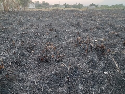 Burned sugarcane field after harvest in a rural area of Java, Indonesia, with charred crop residue covering the farmland and a mountain visible through the hazy morning background.