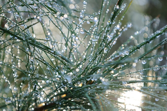 Dew-Covered Pine Needles Sparkling with Water Droplets in the Morning