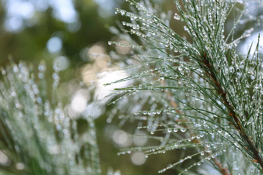 Dew-Covered Pine Needles Sparkling with Water Droplets in the Morning