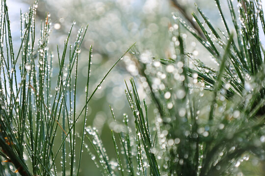 Dew-Covered Pine Needles Sparkling with Water Droplets in the Morning