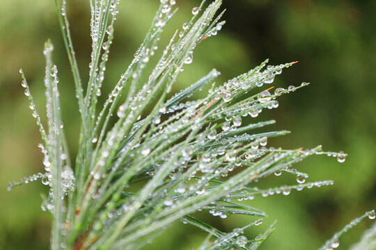 Dew-Covered Pine Needles Sparkling with Water Droplets in the Morning
