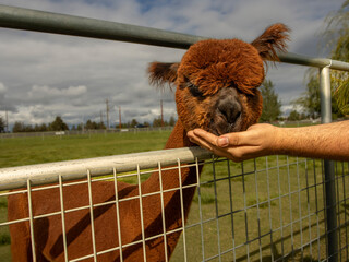 Fototapeta premium A young brown Alpaca being fed through a fence on an Alpaca Farm