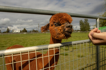 Fototapeta premium A young brown Alpaca being fed through a fence on an Alpaca Farm
