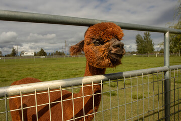 Fototapeta premium Close up of a young brown Alpaca looking through a fence