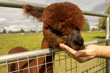 Fototapeta premium A young brown Alpaca being fed through a fence on an Alpaca Farm