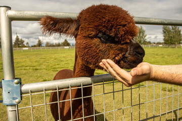 Fototapeta premium A young brown Alpaca being fed through a fence on an Alpaca Farm