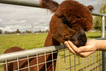Fototapeta premium A young brown Alpaca being fed through a fence on an Alpaca Farm