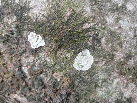 Parmelia Sulcata,Tree Lichen,Rough cracked tree bark texture background with natural lichen close up