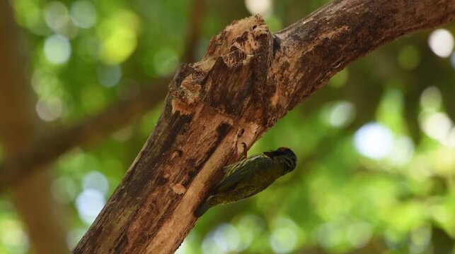 A Coppersmith Barbet foraging on a decaying tree log, pecking for food amid dense green foliage in a peaceful natural forest environment.