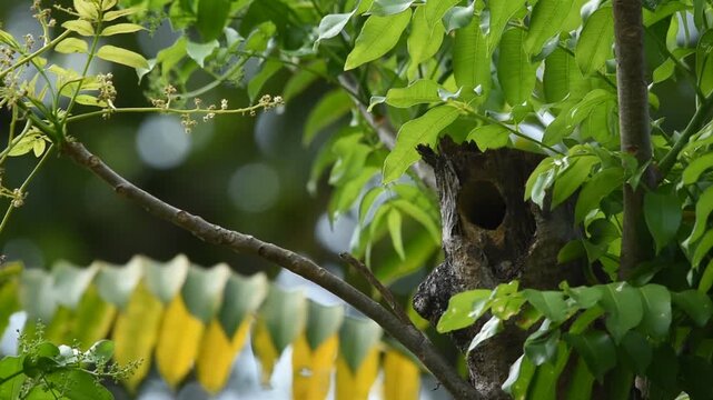 A Coppersmith Barbet pauses on a branch and looks around before entering its tree nest, showcasing alert behavior and the natural nesting habits of this colorful bird.