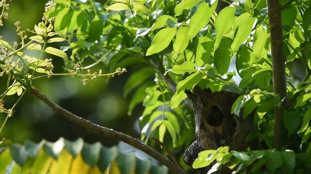 Coppersmith Barbet peeks from its nest cavity, carefully surveying the surroundings before taking flight, capturing natural bird behavior and a quiet wildlife moment.