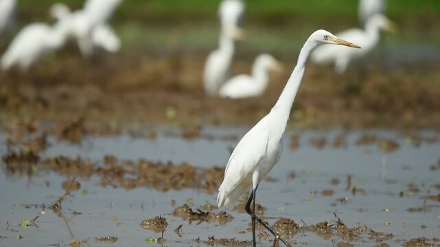 Group of egrets actively foraging in shallow muddy water, showcasing natural feeding behavior against a rustic background of wet soil, grass, and field weeds.