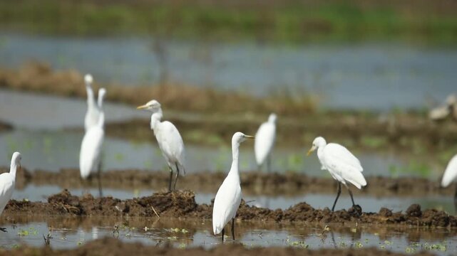 Several egrets wade through a shallow muddy puddle while foraging for food, creating a natural wildlife scene surrounded by earthy ground and field vegetation.