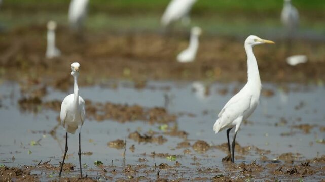 A group of egrets foraging together in a shallow muddy puddle, searching for food among wet soil and field vegetation in a natural rural landscape.
