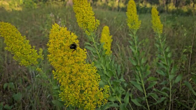 Close-up of a Bumblebee Pollinating Bright Yellow Goldenrod Wildflowers in a Summer Meadow